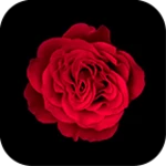 red rose theme +home android application logo